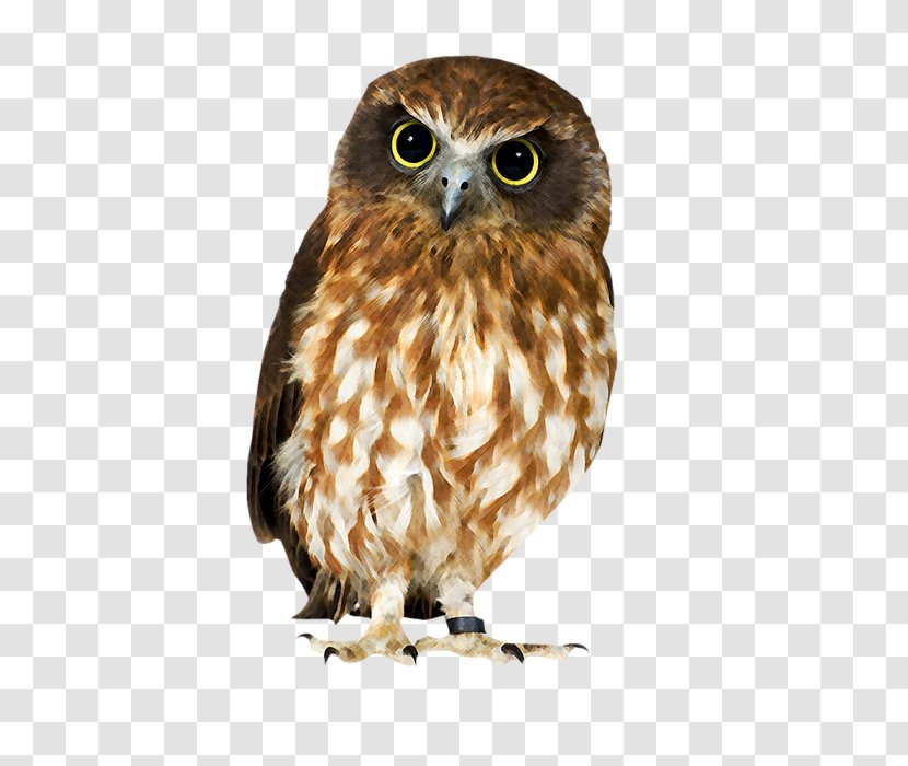 Owl Hawk Strix Newarensis Falcon Our Feathered Friends - Diurnality Transparent PNG