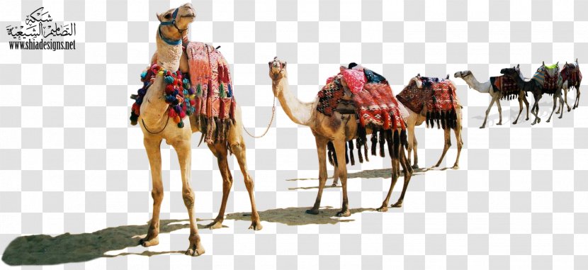 Dromedary Muharram Desert Animal Justdial - Camel Like Mammal Transparent PNG