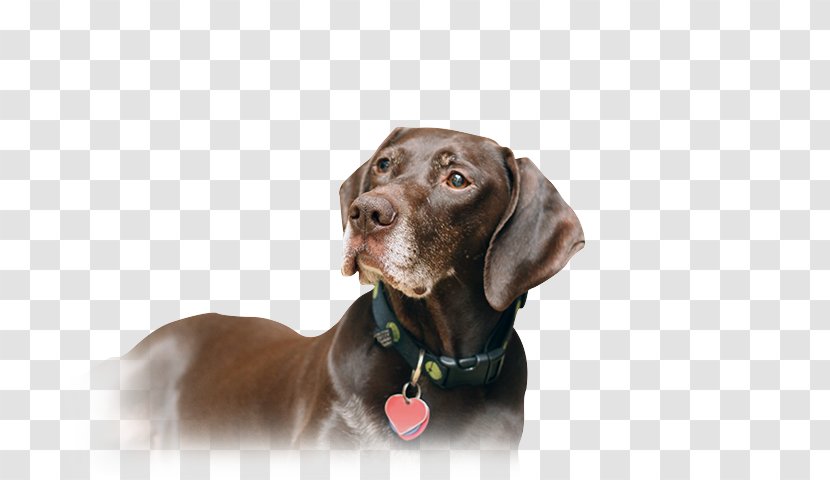 Labrador Retriever Weimaraner Puppy German Shorthaired Pointer Wirehaired - Dog Like Mammal Transparent PNG