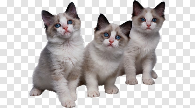 Tri Kotenka Kitten Cat Clip Art - Snowshoe Transparent PNG