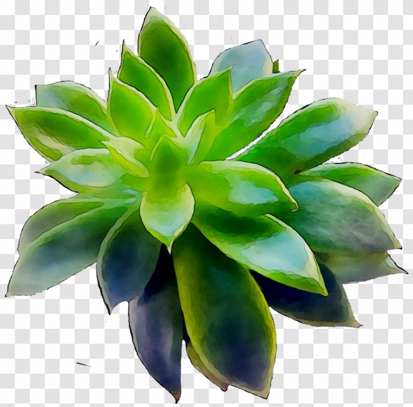 Face Facts AZ Physicians Care Alliance, LLC Goal Skin Flower - Stonecrop Family - Flowering Plant Transparent PNG