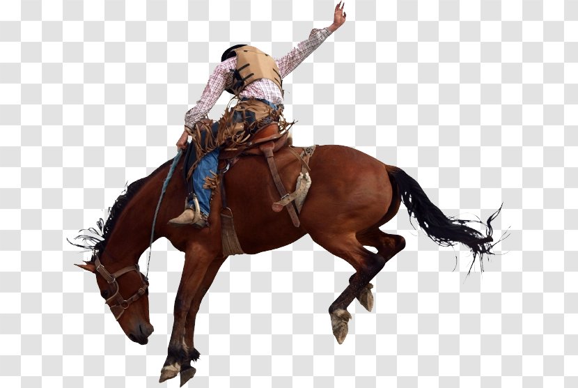 Horse Rodeo Equestrian Bronc Riding Bucking - Bull - Cowboy Design Transparent PNG