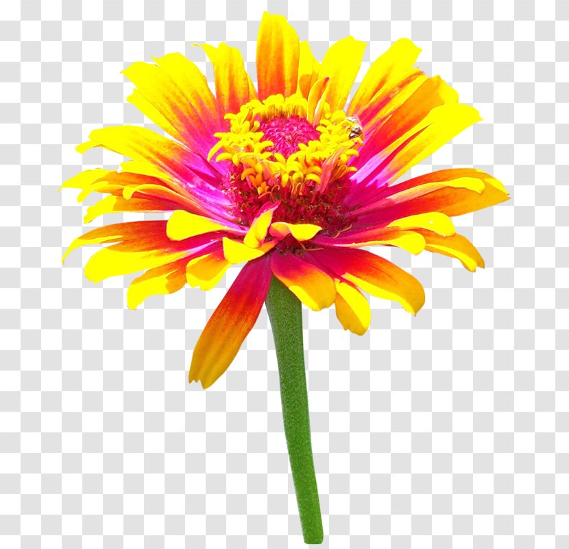 Chrysanthemum Transvaal Daisy Photography - Plant Transparent PNG