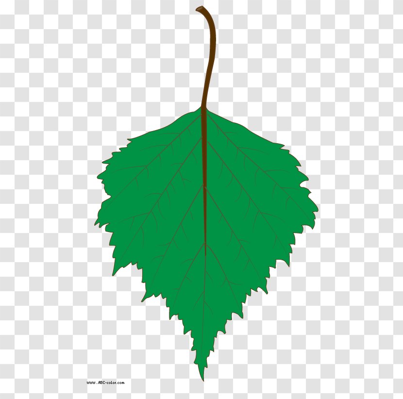 Leaf Tree Clip Art - Plant Transparent PNG