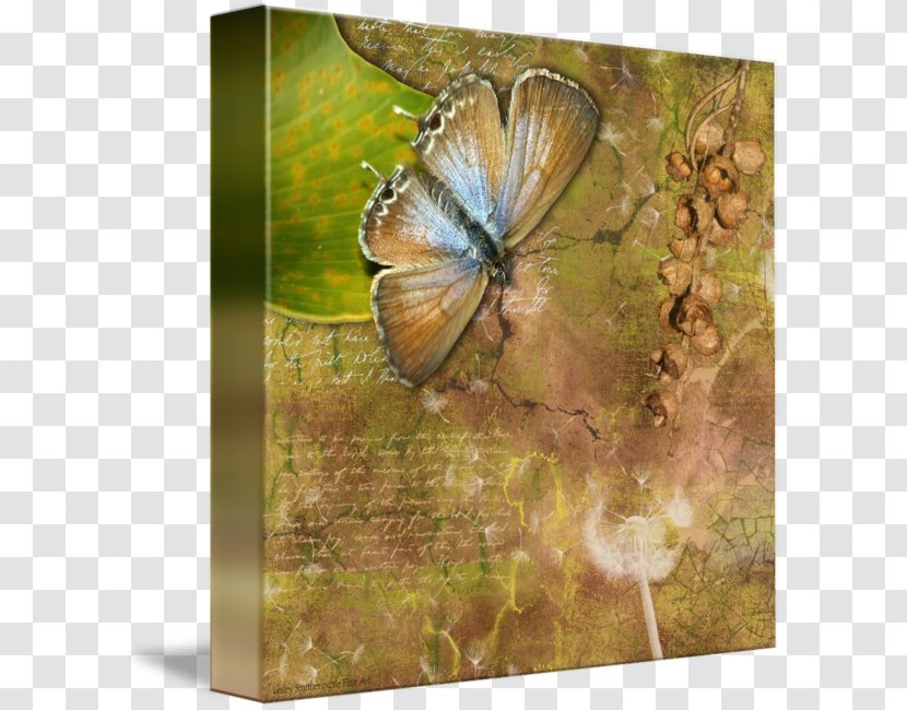 Monarch Butterfly Gossamer-winged Butterflies Brush-footed Moth - Organism Transparent PNG