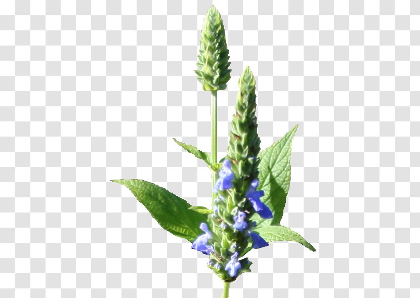 Chia Seed Plant Bugleweed - Omega3 Fatty Acids Transparent PNG