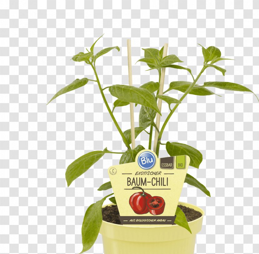 Mexican Cuisine Capsicum Pubescens Chili Pepper Tree Tabasco - Herb Transparent PNG