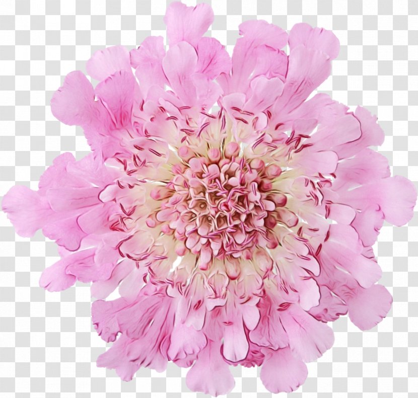 Watercolor Pink Flowers - Garden Roses - Aster Peony Transparent PNG