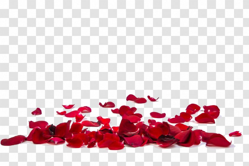Rose Petal Stock Photography Flower Stock.xchng - Royaltyfree - Red Petals Image Transparent PNG
