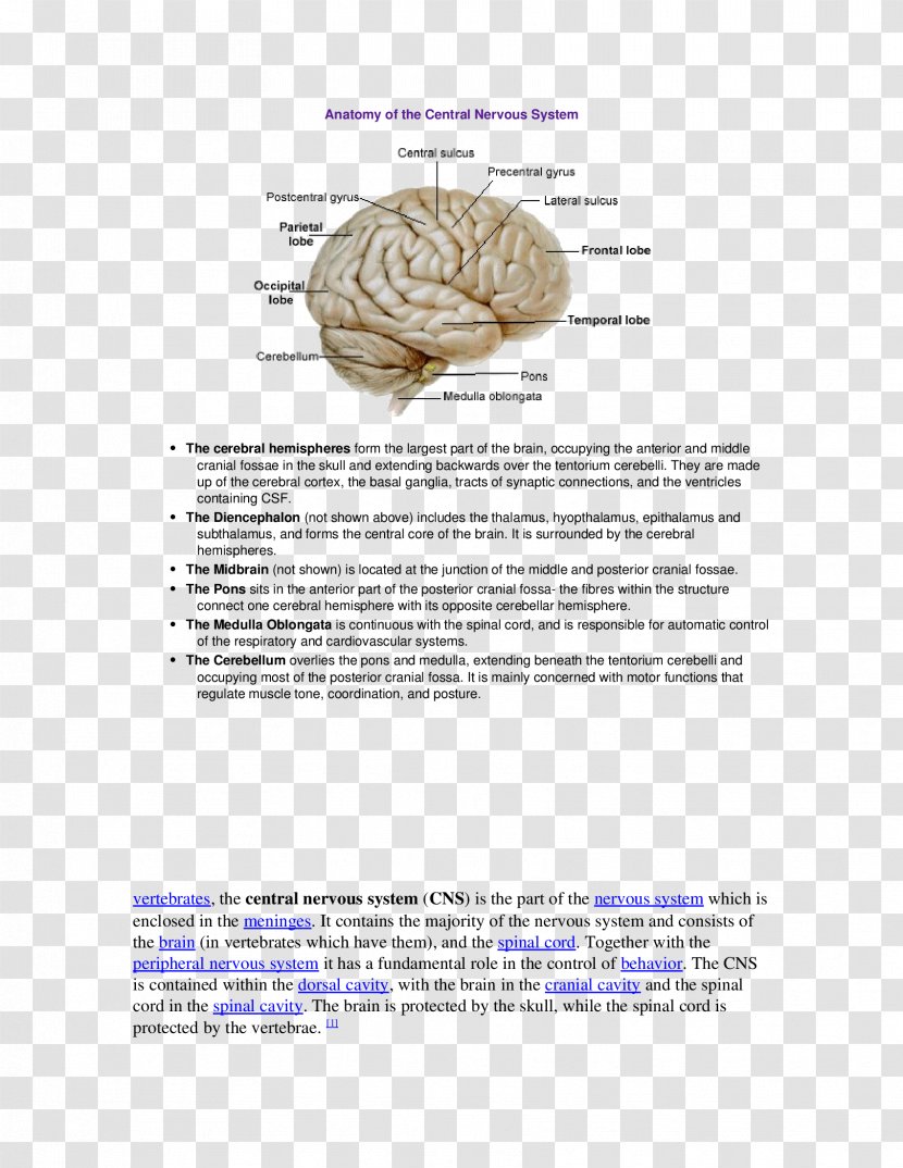 Brain Middle Cerebral Artery Arteries Cortex Organism - Watercolor Transparent PNG