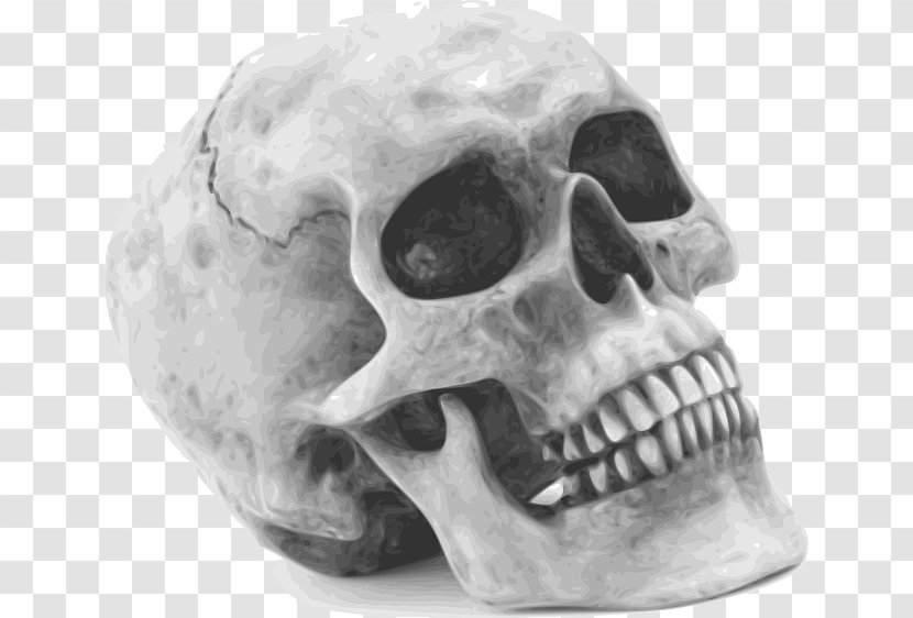 Skull Human Skeleton Clip Art - Black And White Transparent PNG