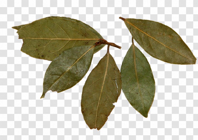 Bay Laurel Mango Plus Leaf Cooking Condiment - Wreath Transparent PNG
