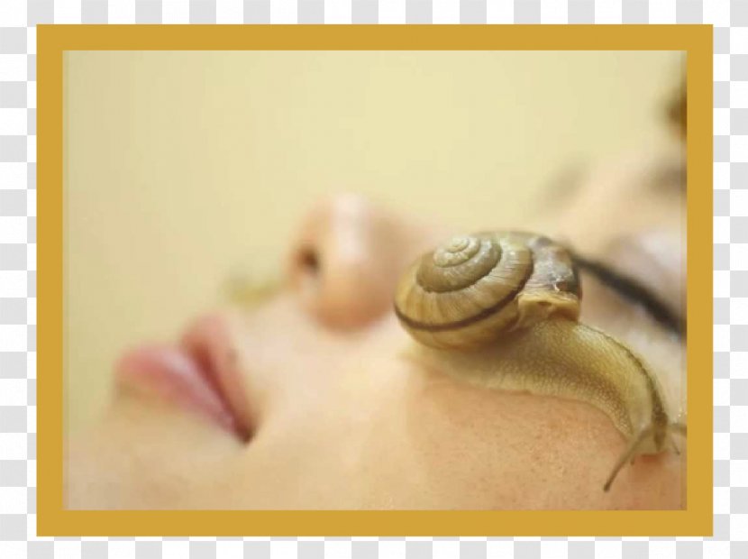Snail Slime Skin Care Cosmetics - Schnecken - Reducing Transparent PNG
