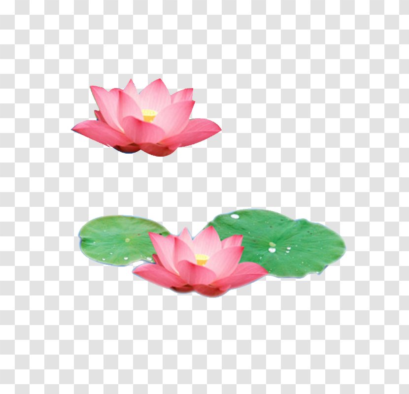 Nelumbo Nucifera Leaf U84eeu306eu8449 - Plant - Lake Lotus Pink Transparent PNG