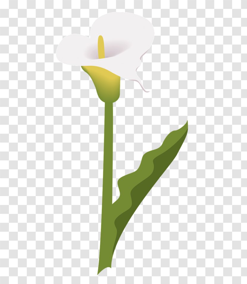 Flower Bouquet - Anthurium - Wildflower Tulip Transparent PNG
