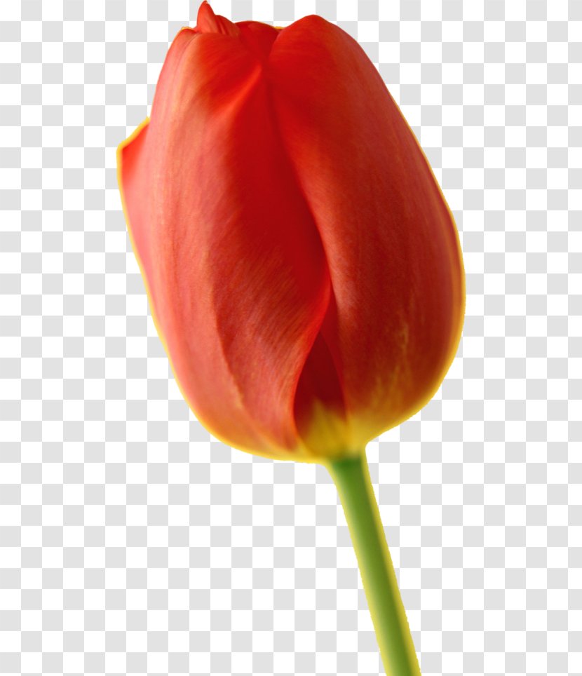 Tulip Pentax K-x Flower - Petal Transparent PNG