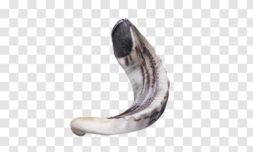 Jaw - Claw - Shofar Transparent PNG