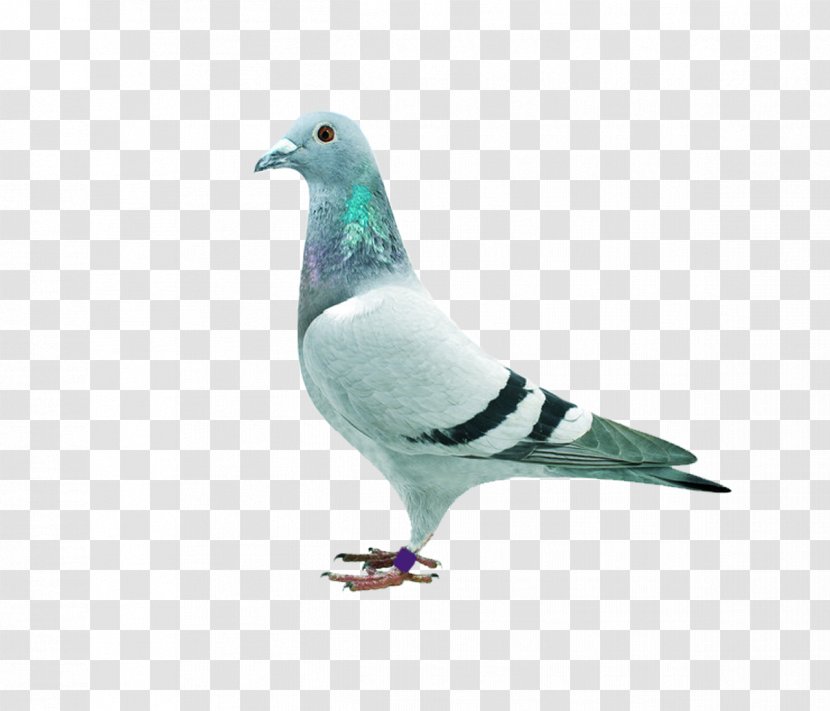 Homing Pigeon Stock Dove Columbidae Download - Tail Transparent PNG