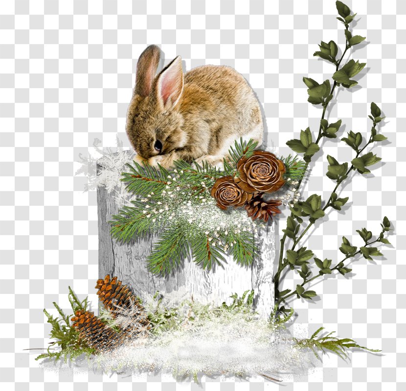 Hare Domestic Rabbit European - Wood - Woodland Transparent PNG