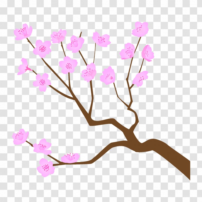Cherry Blossom - Spring - Twig Cut Flowers Transparent PNG