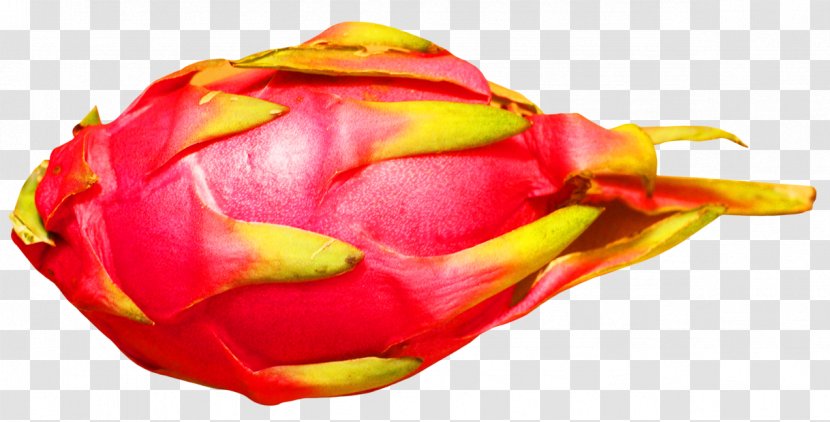 Pitaya Fruit - Dragon Transparent PNG