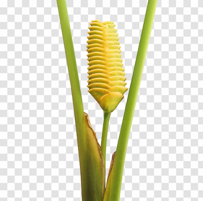 Plant Stem Grasses Commodity Family - Grass Transparent PNG