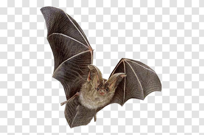 Bat Flying Mammals Ni - Clear Transparent PNG