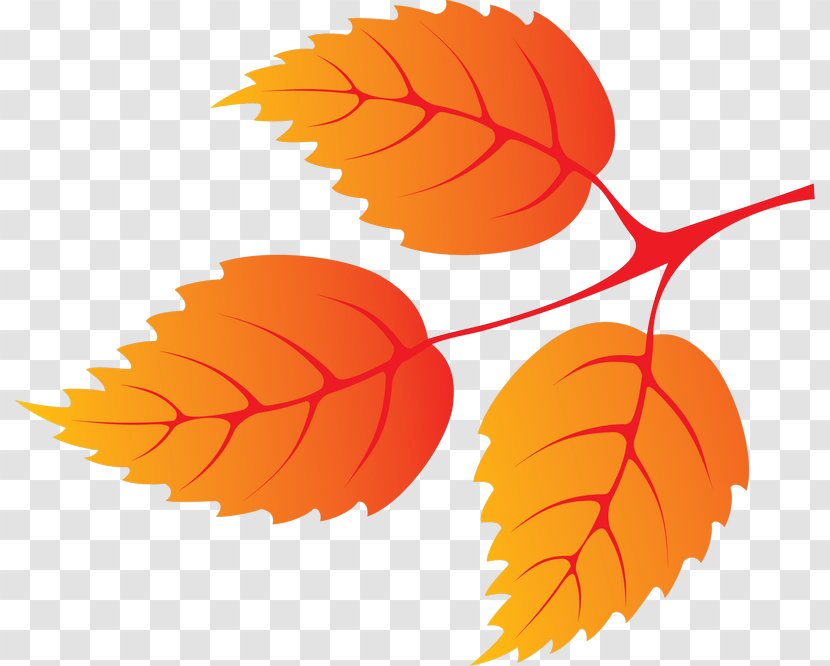 Autumn Leaf Color Petal Transparent PNG