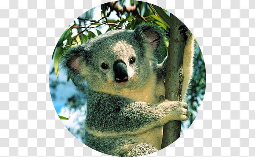 Australian Koala Foundation Bear Desktop Wallpaper - Mammal Transparent PNG