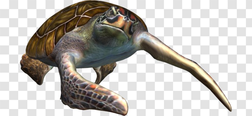 Sea Turtle Clip Art - Tortoise Transparent PNG