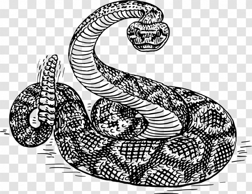 Snakes Clip Art Western Diamondback Rattlesnake Eastern - Viper - Snake Drawing Transparent PNG