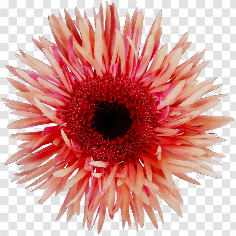 Transvaal Daisy Chrysanthemum News Cut Flowers Investment Transparent PNG