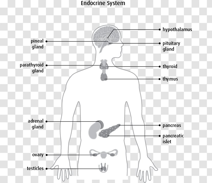 /m/02csf Ear Drawing Jaw - Heart - The Pituitary Gland Transparent PNG