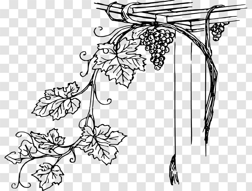 Common Grape Vine Wine - Artwork Transparent PNG