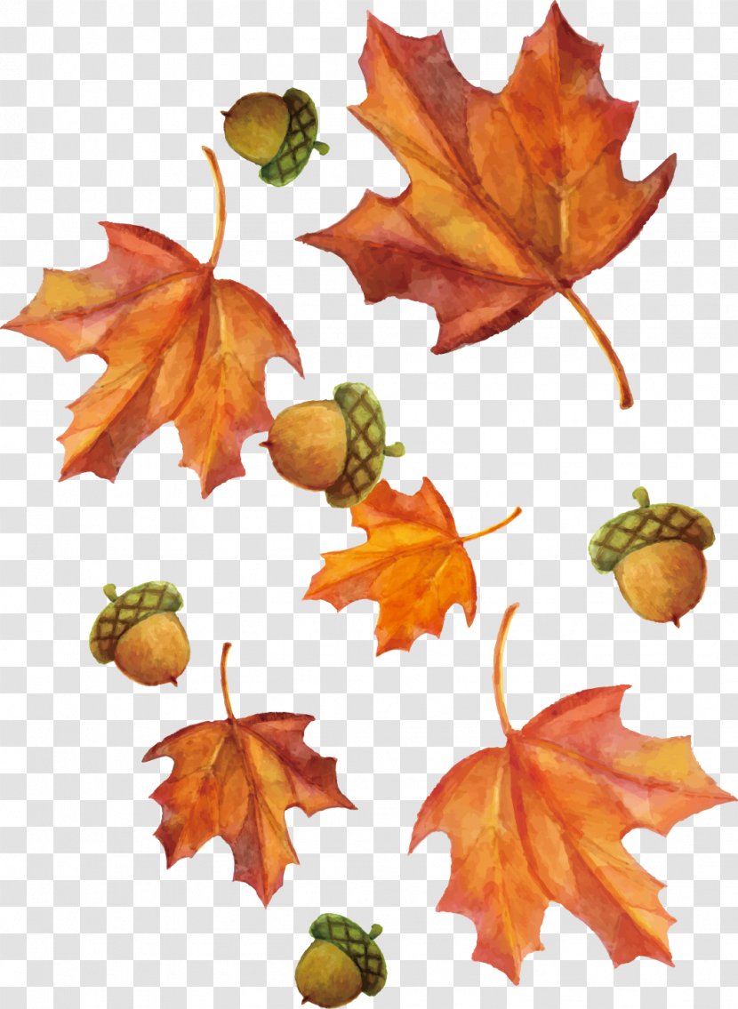 Vector Hand-painted Watercolor Maple Leaf And Hazelnut - Element Transparent PNG