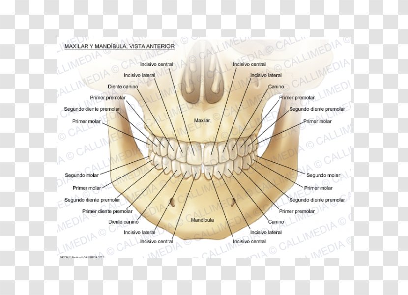 Maxilla Anatomy Mandible Mandibular Nerve Human Body - Frame - 3D Transparent PNG