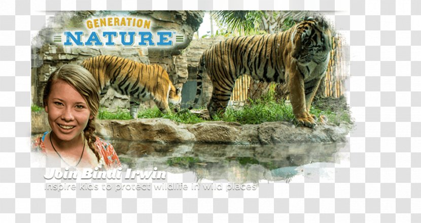 Tiger Lion Wildlife Terrestrial Animal Transparent PNG
