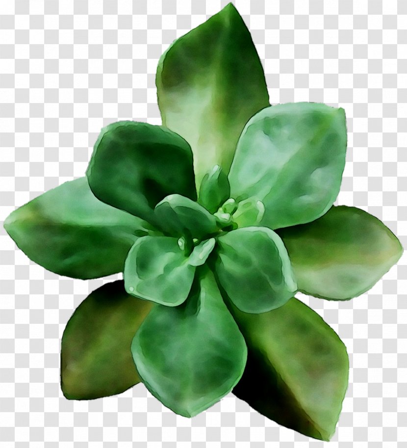 Leaf Flower - Houseplant - Daphne Transparent PNG