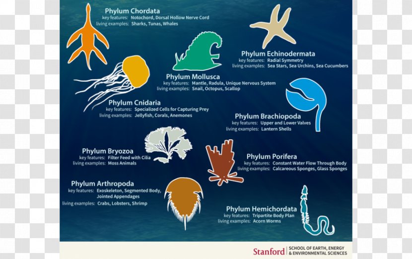 Cambrian Explosion Animal Taxonomy Body Plan Evolution - Organism - Zoology Transparent PNG