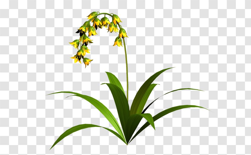 Grasses Flowerpot Plant Stem Clip Art - Flower Transparent PNG
