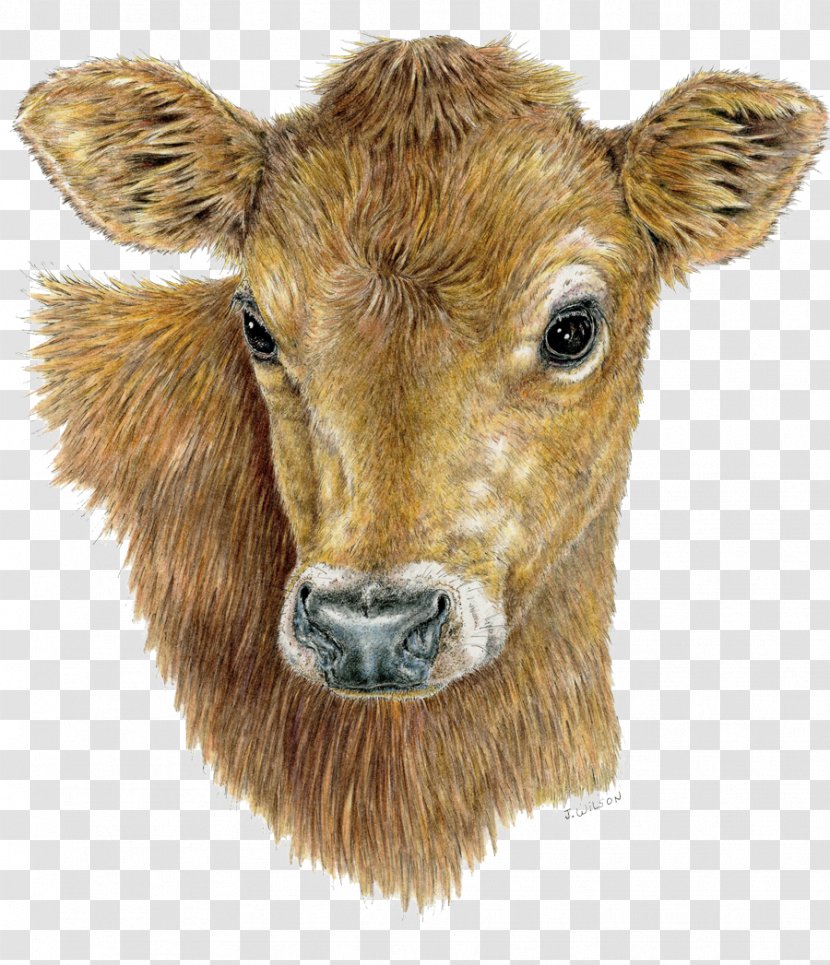 Cattle Calf Goat Pen Head - Pet Sitting Transparent PNG