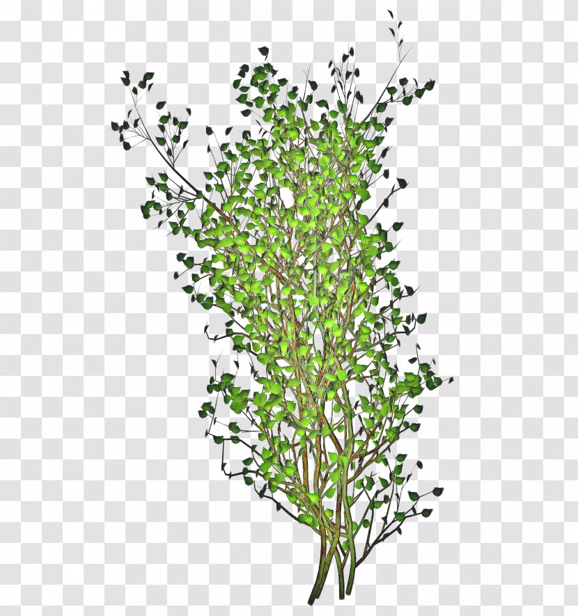 Architecture Tree - Branch - Pedicel Aquarium Decor Transparent PNG