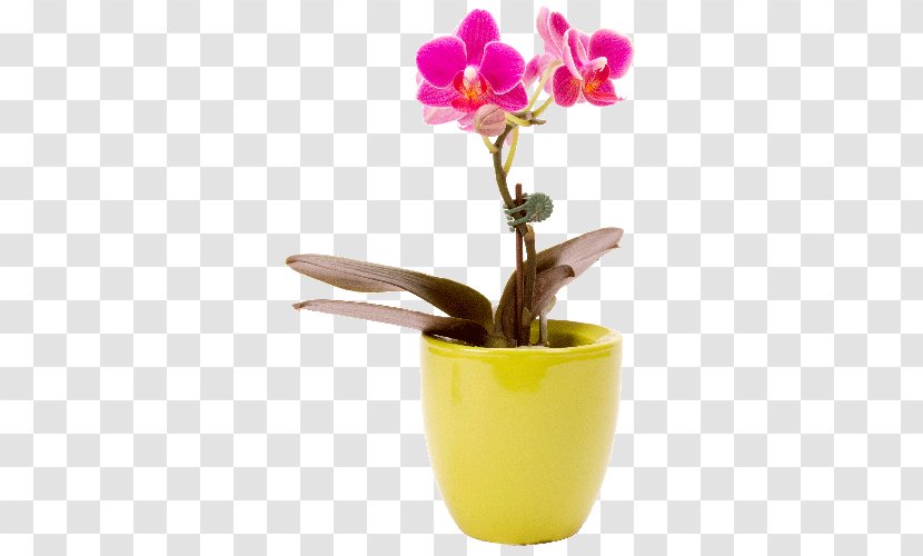 Moth Orchids Cut Flowers Plant - Flower Bouquet - Mini Transparent PNG