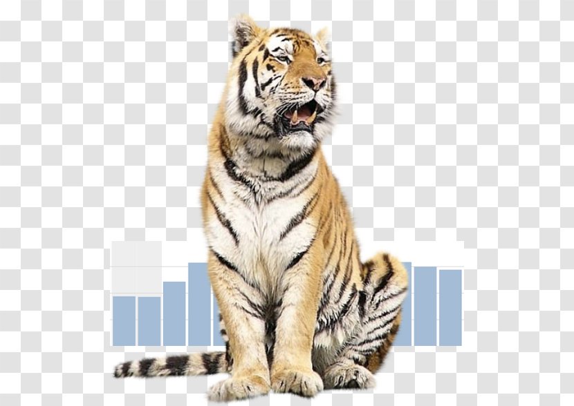 Tiger Animal Malayan Cat - Mammal Transparent PNG