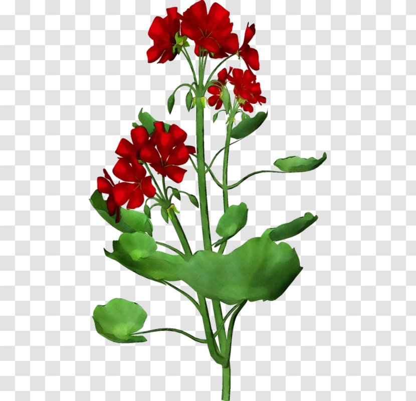 Flower Flowering Plant Red Cut Flowers - Fire Lily - Stem Pedicel Transparent PNG
