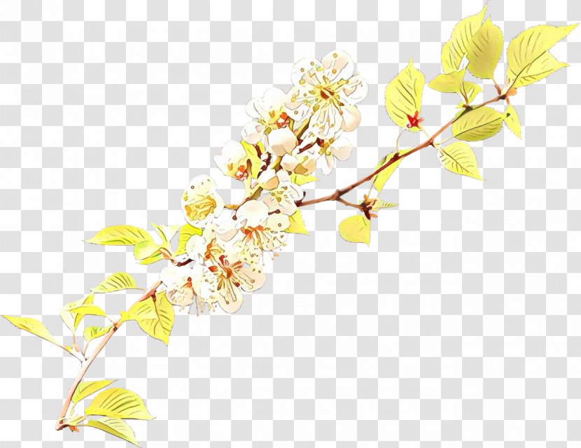 Floral Spring Flowers - Cut - Pedicel Botany Transparent PNG