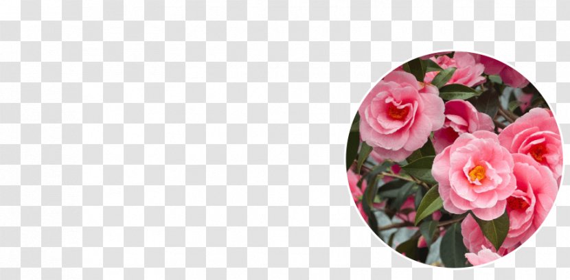 Garden Roses Floral Design Cut Flowers Petal - Rose Family - Camellia Grill Locations Transparent PNG