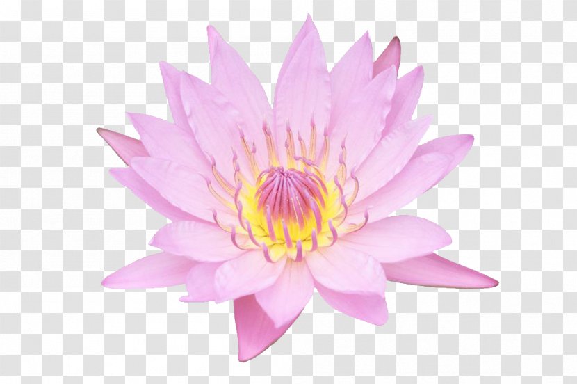 Stock Photography - Petal - Pink Lotus Transparent PNG