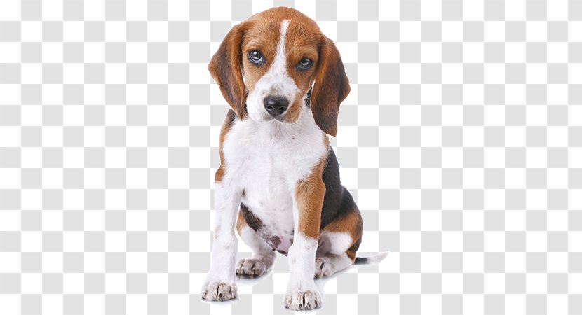 Beagle Greeting & Note Cards Puppy Birthday Gift - Companion Dog Transparent PNG