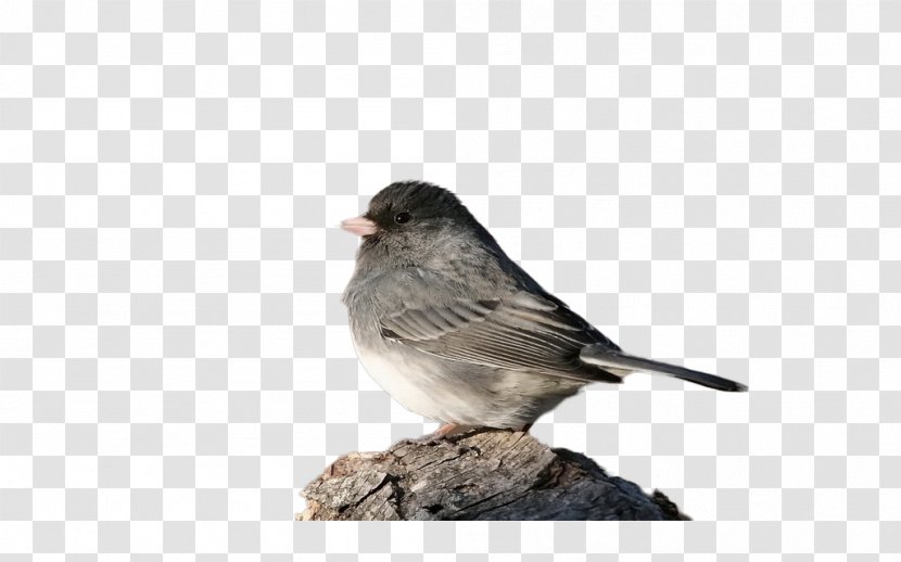 House Sparrow Bird Eurasian Tree Finch - Emberizidae Transparent PNG